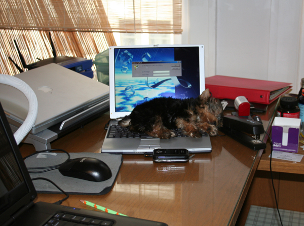 Wolfgang as a puppy